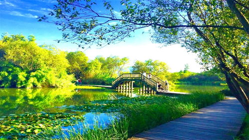 江蘇泰州唯一的5A級景區 溱湖國家濕地公園，探訪動物天堂的奇妙之旅